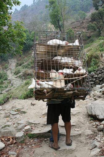 Chicken man Chicken man