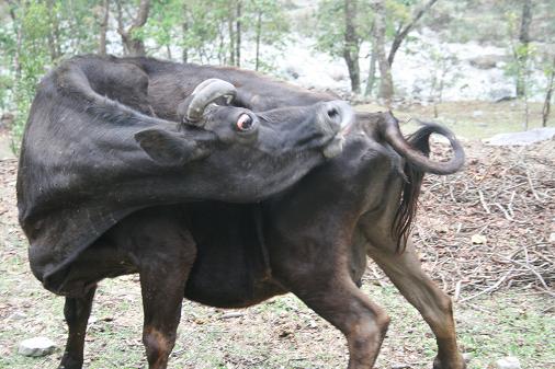 Dsgusting cow with biiiiiig eyes ! Dsgusting cow with biiiiiig eyes !