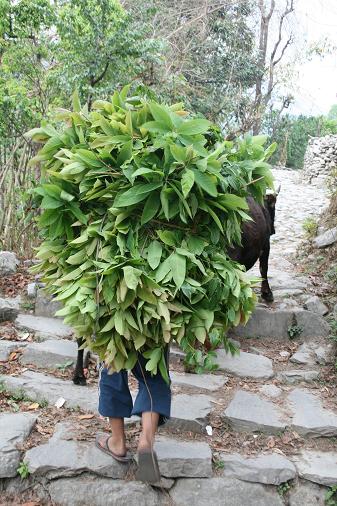 In Nepal, the bush walk like you and me !?!?! In Nepal, the bush walk like you and me !?!?!