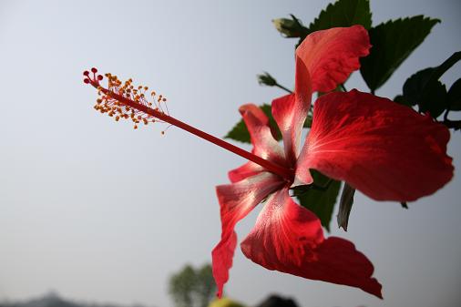 Natus flower Natus flower