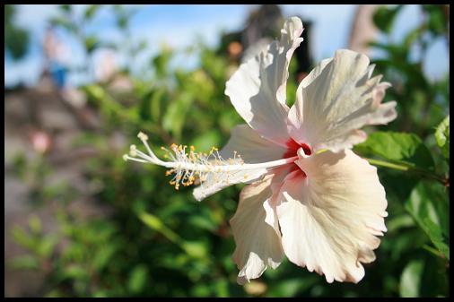 Macro flower Macro flower