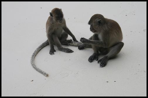 Monkey beach Monkey beach