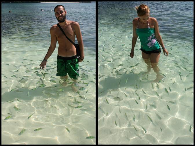 Tropical fish Tropical fish