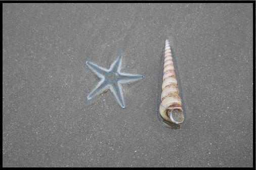 Star fish & shell Star fish & shell