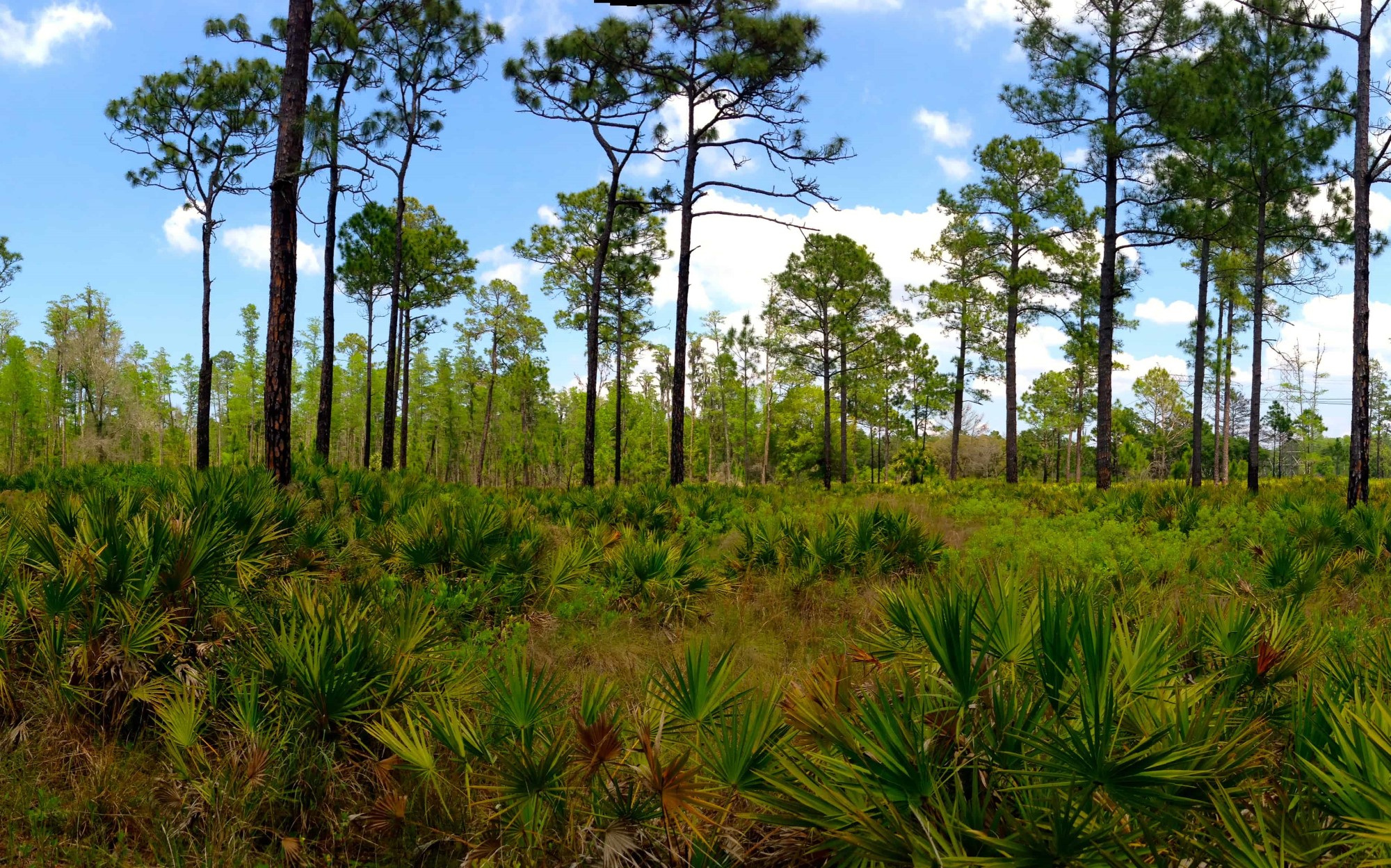 Panarama of Heartwood Pre burn (Large)