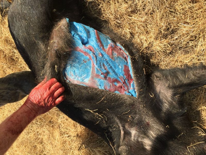 feral pig blue