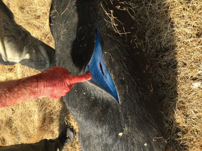 feral pig blue