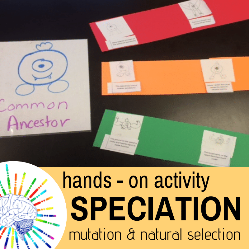 Speciation Activity Model Mutation Natural Selection Evolution