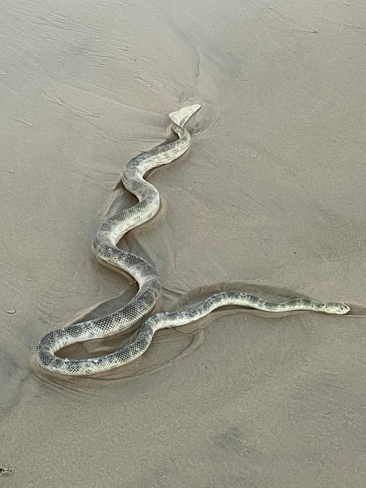 Elegant Sea Snake July 2021 Teewah Naturally