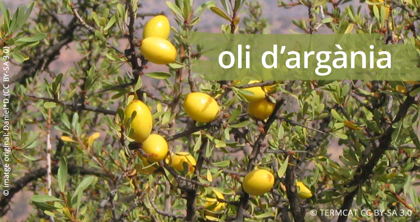 Com Es Diu En Catala Aceite De Argan El Blog Del Termcat