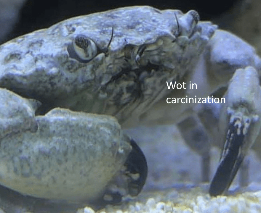 Some Crab Memes To Brighten Your Day The Perfumed Void