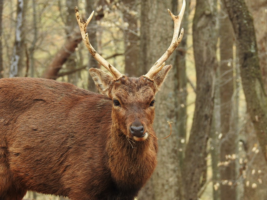 Maryland Reports Strong 2022 Early Deer Season Results The Baynet