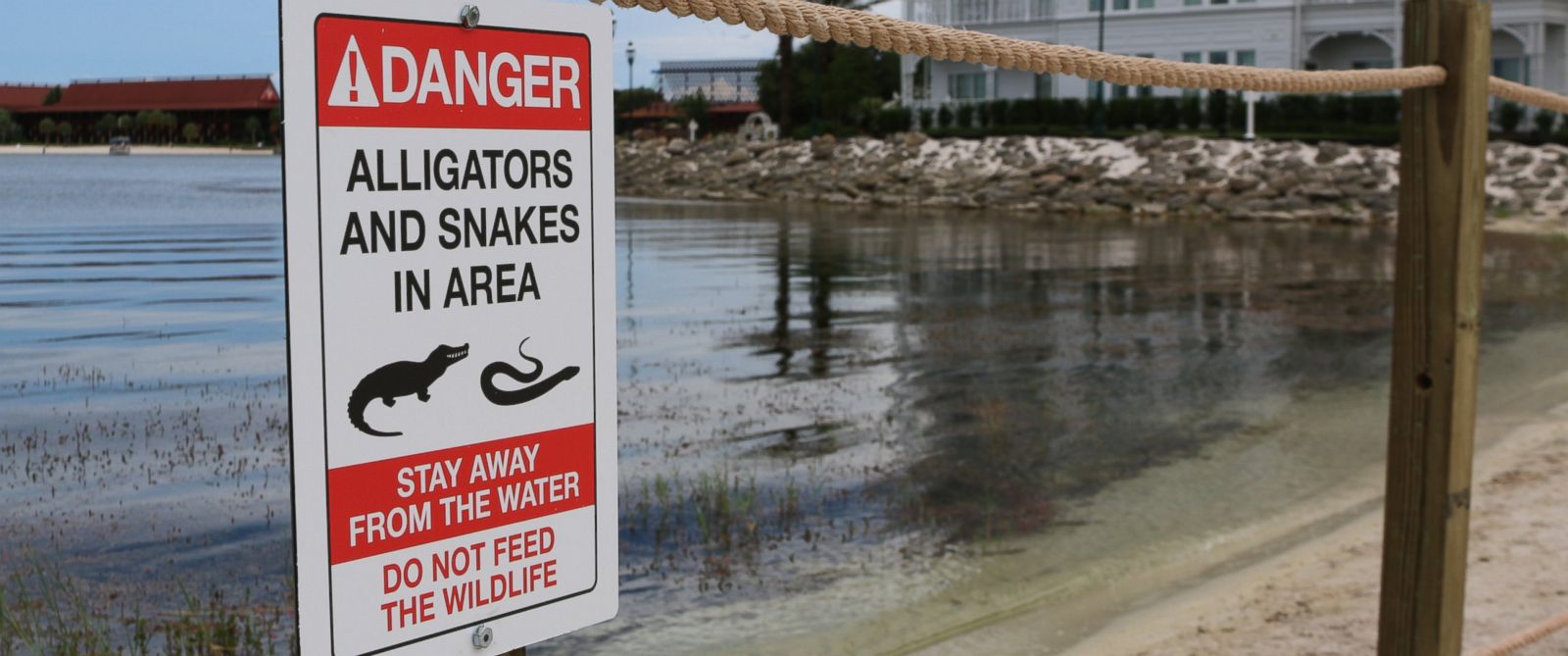 No More Reptile Jokes At Disney World After Tragic Alligator Attack The Capitolist