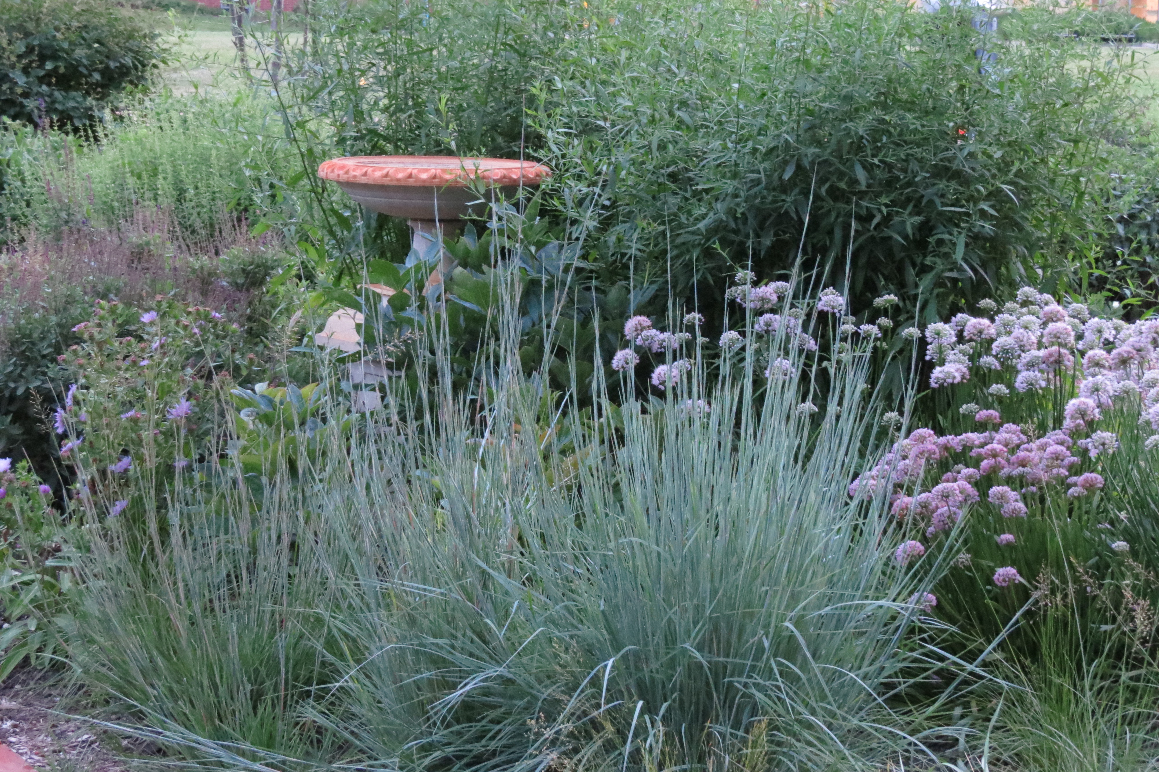 Allium Summer Beauty Archives The Charmed Path