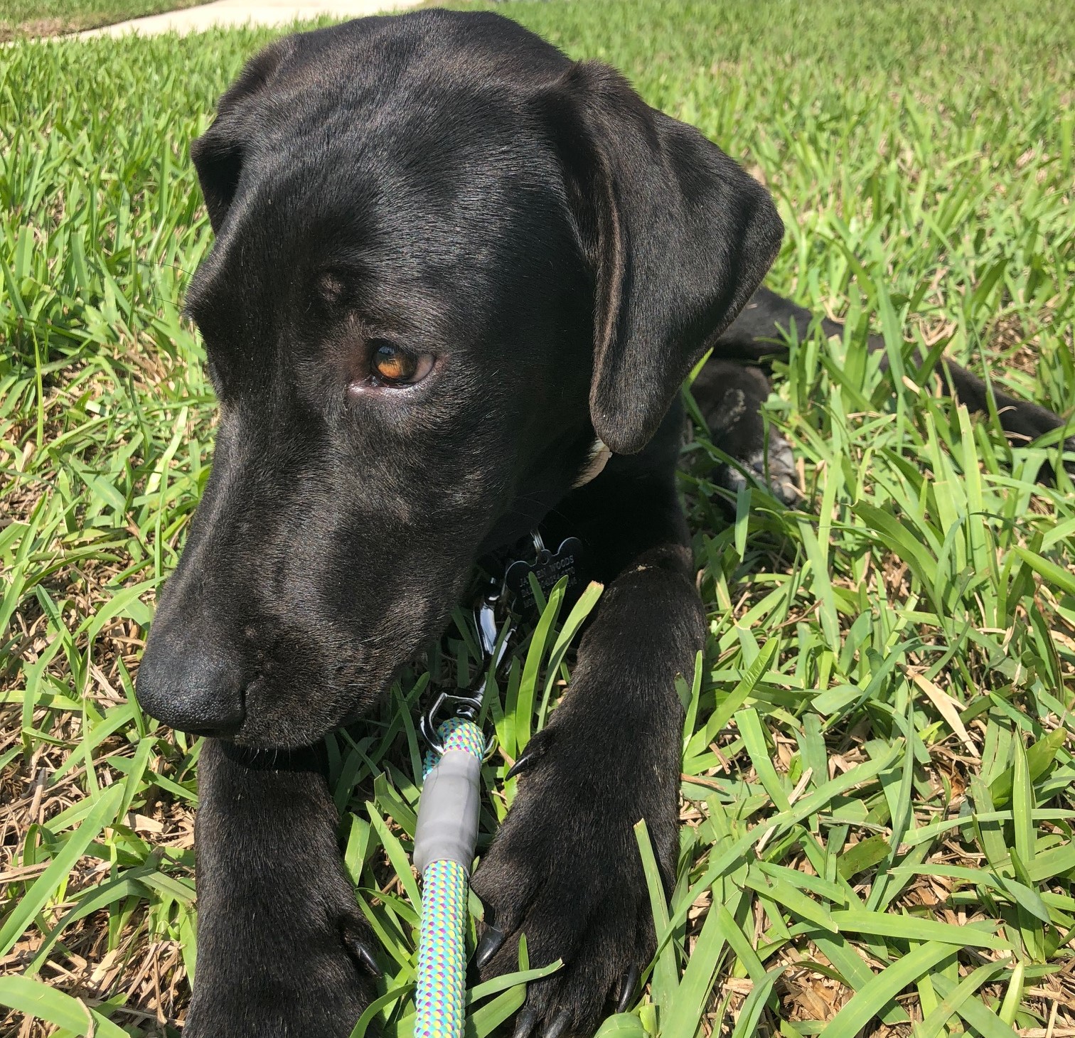 Where To Adopt A Pet In Jacksonville The Coastal