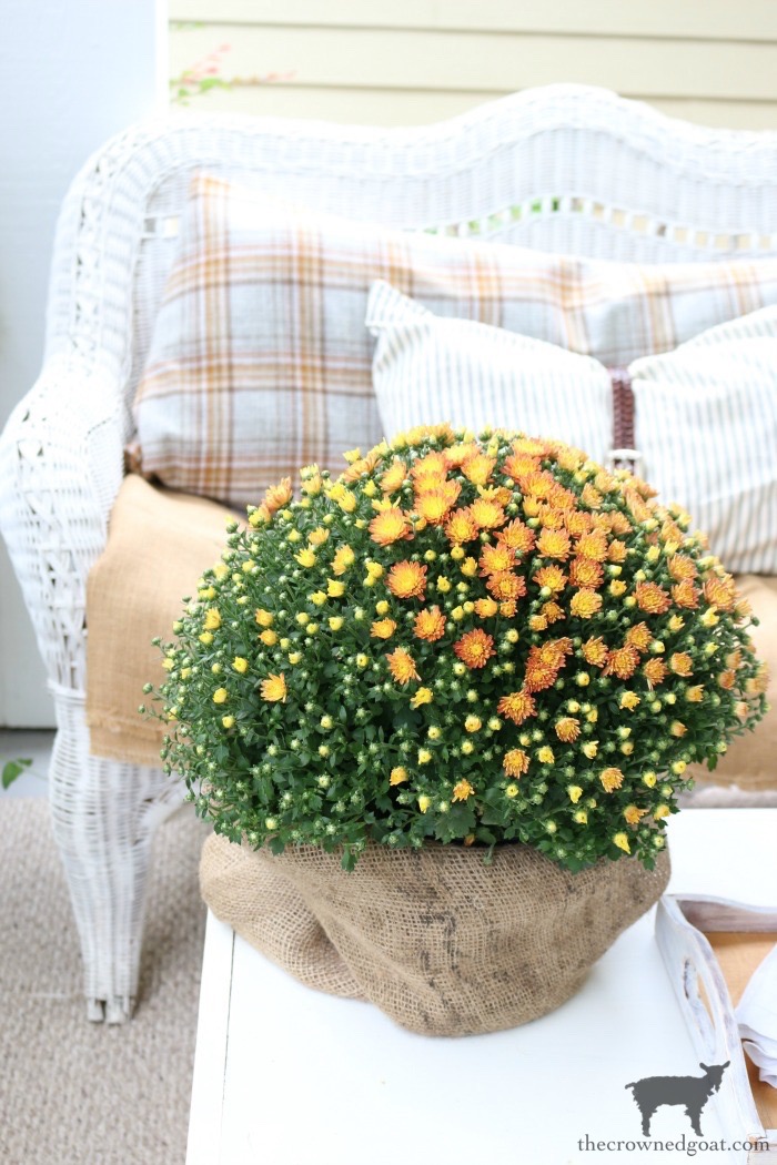 Tips Tricks For Keeping Mums Alive