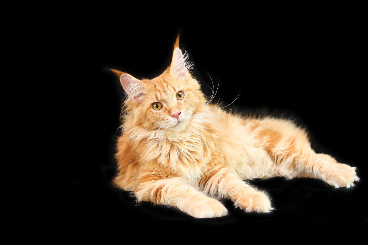 11 Maine Coon Mix Characteristics You Might Not Know