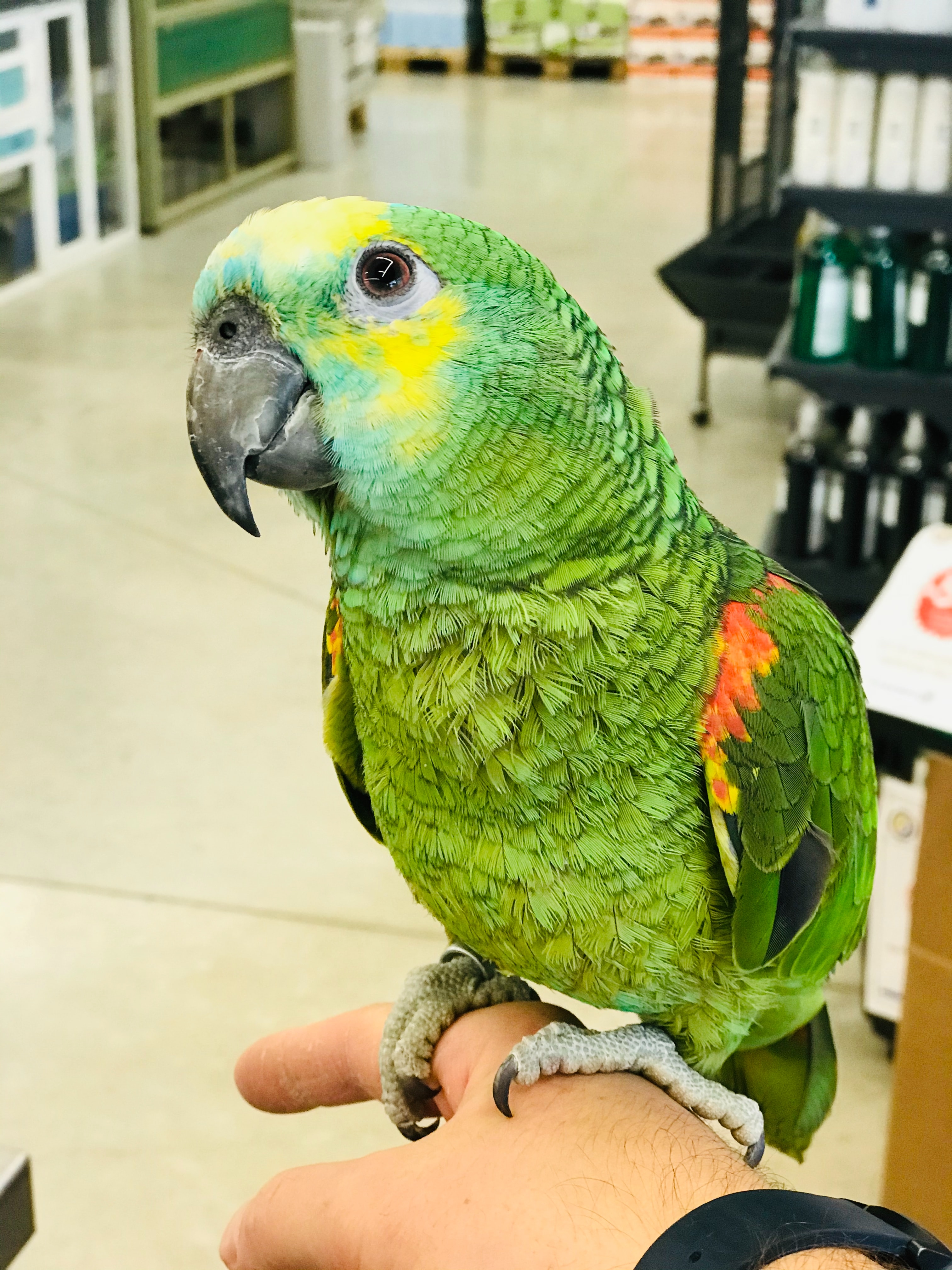 The Amazon Parrot Can Live About How Long Information About Amazon Parrot
