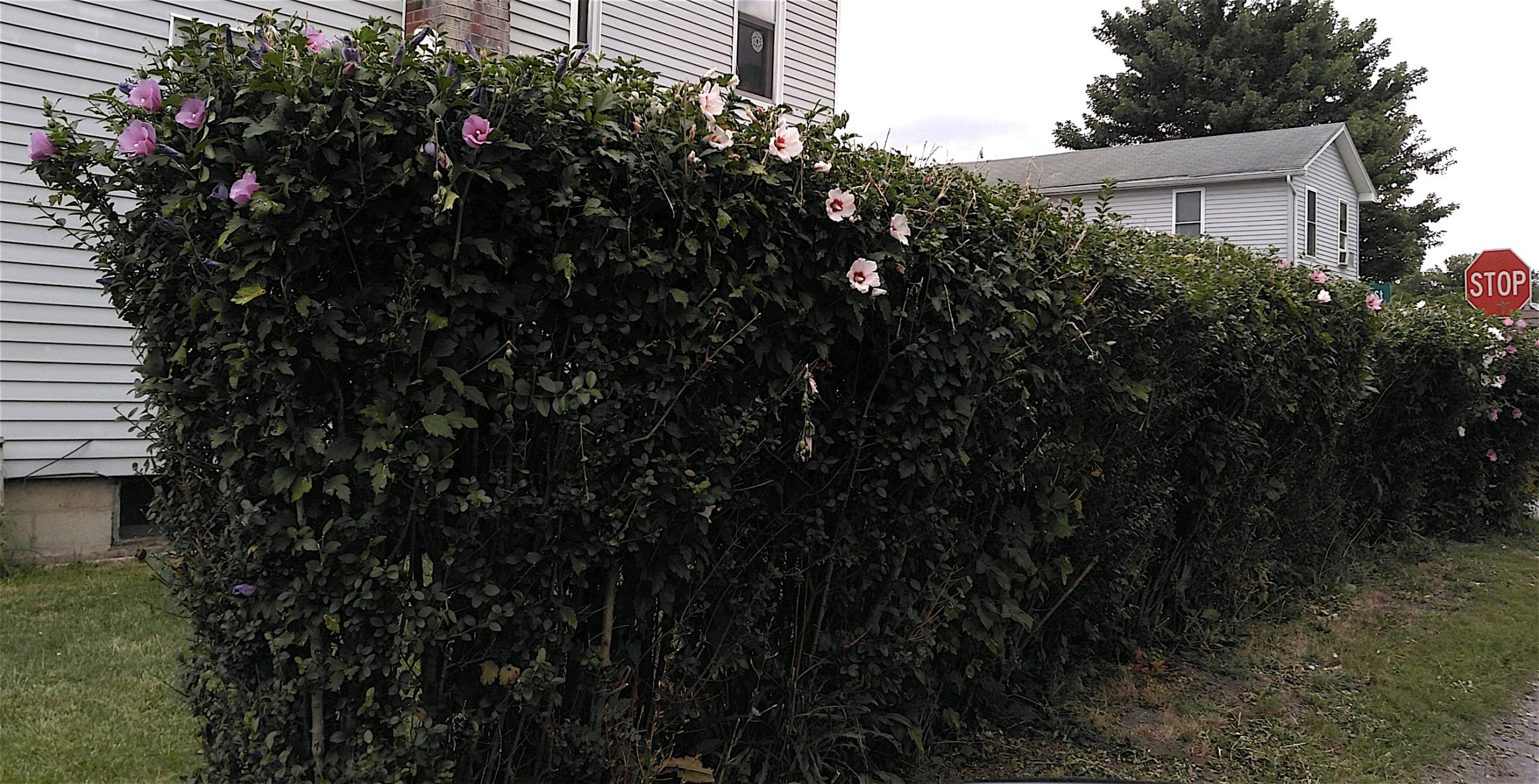Rose Of Sharon Beloved Ornamental Or Pesky Invasive The Record Online