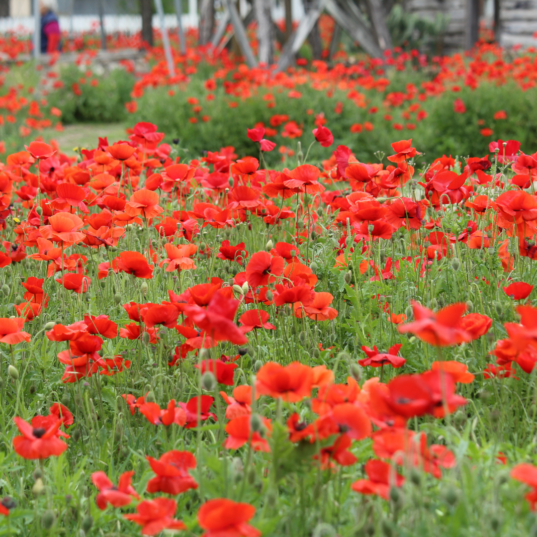 Castroville Poppies A Photo Essay The Texas Wildflower