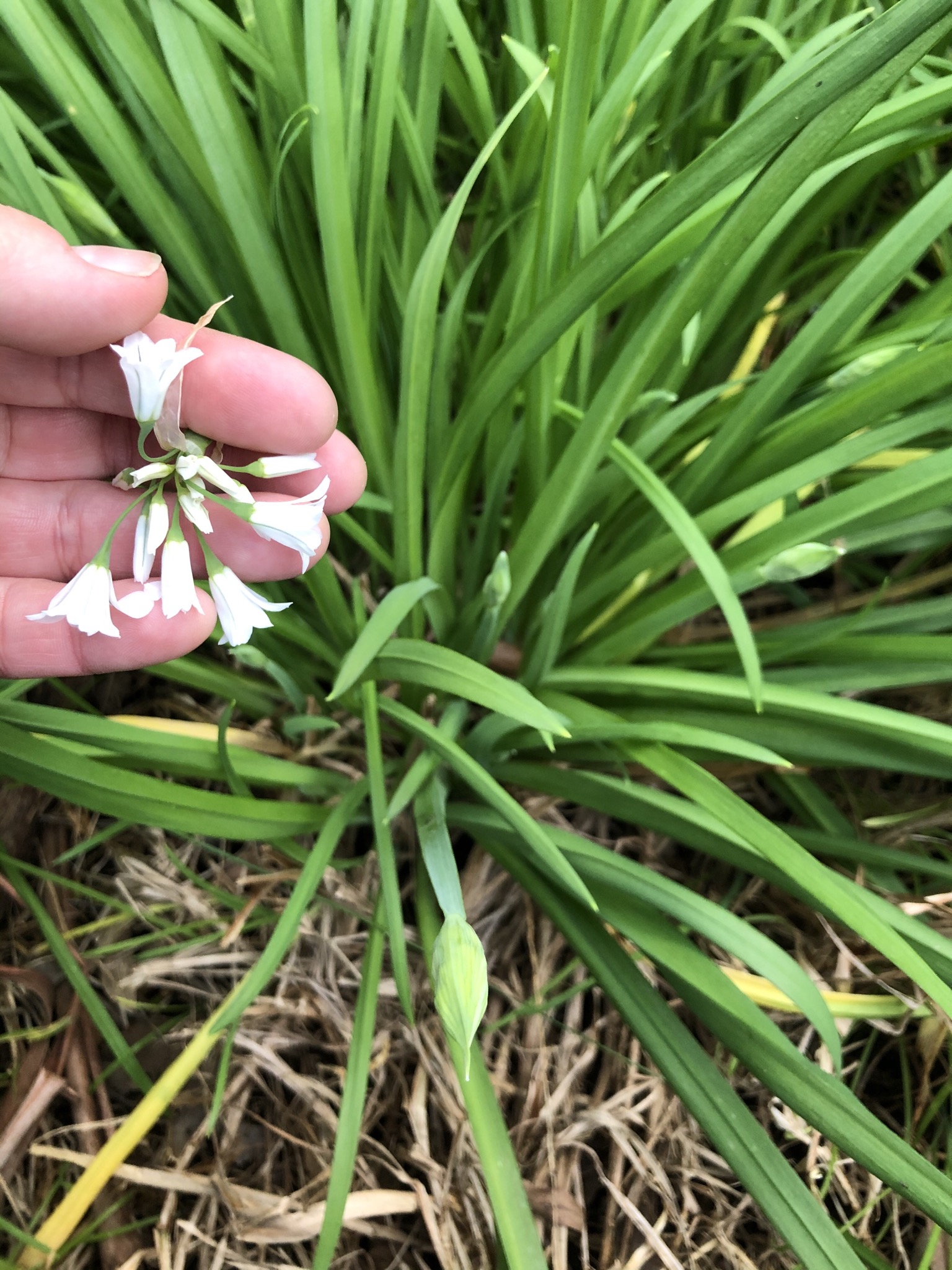 Foraging Onion Grass The Urban Nanna