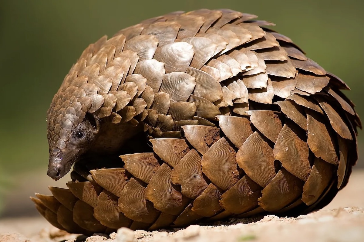 Debunking the mythical powers of Pangolins