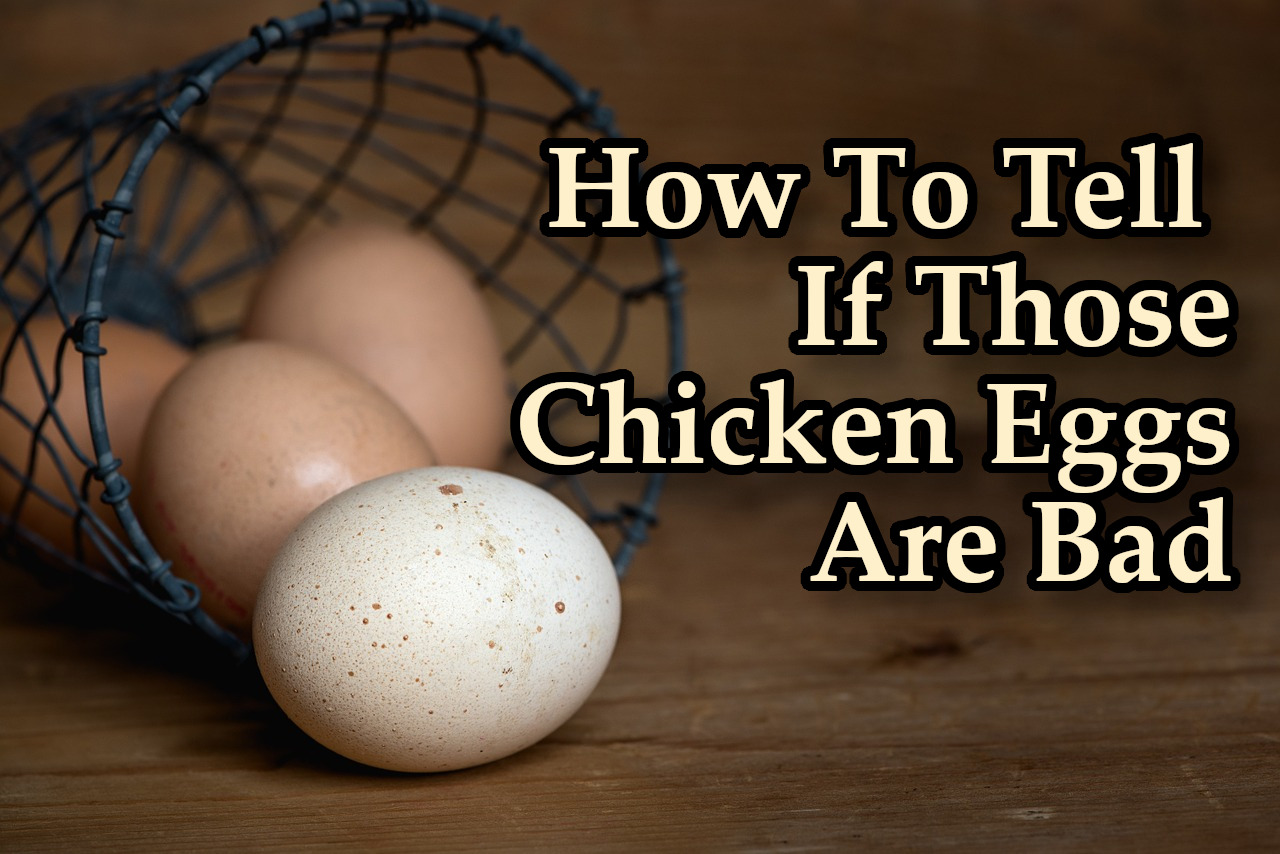 How To Tell If A Chicken Egg Is Bad Thistle Downs Farm