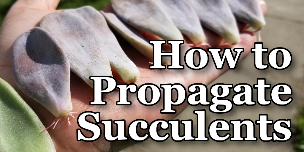 How To Propagate Succulents Thistle Downs Farm