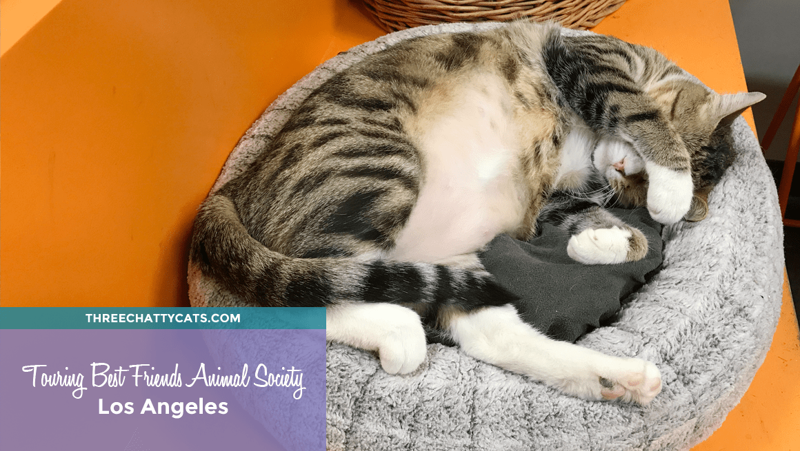 Touring Best Friends Animal Society Los Angeles Nkla Three Chatty Cats