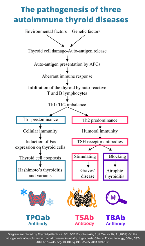 The Third Type Of Autoimmune Thyroid Disease Atrophic Thyroiditis Thyroid Patients Canada