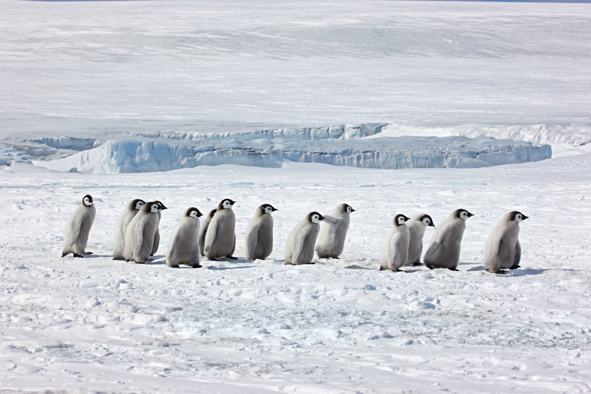 Ten fluffy, gray emperor penguin chicks make their way across a large glacier.