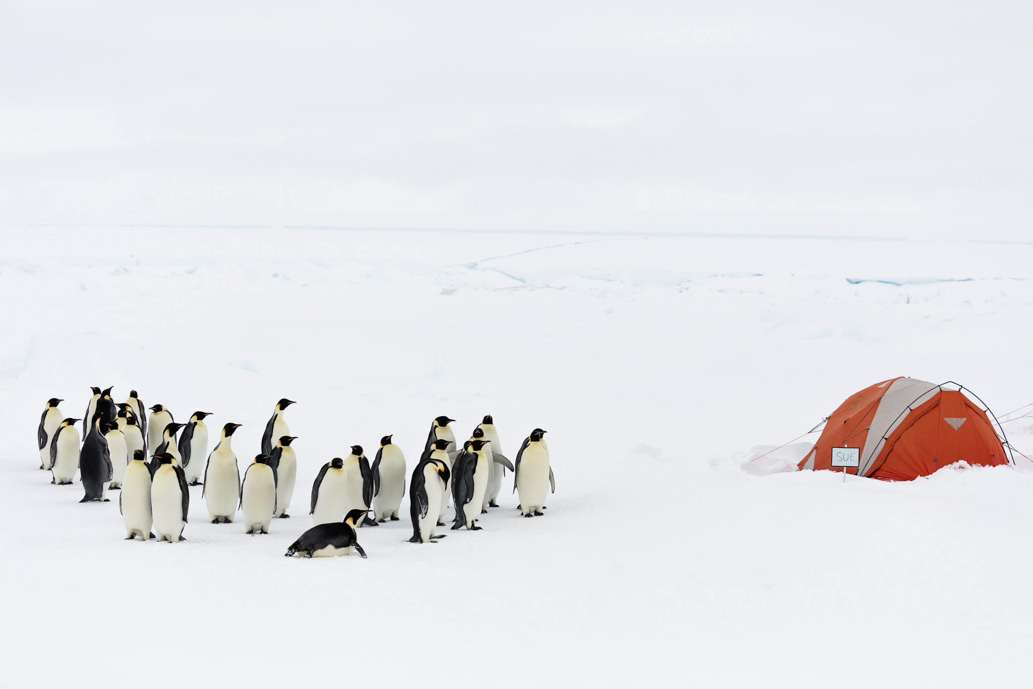 Thirty emperor penguins investigate an orange and white tent on a giant glacier.