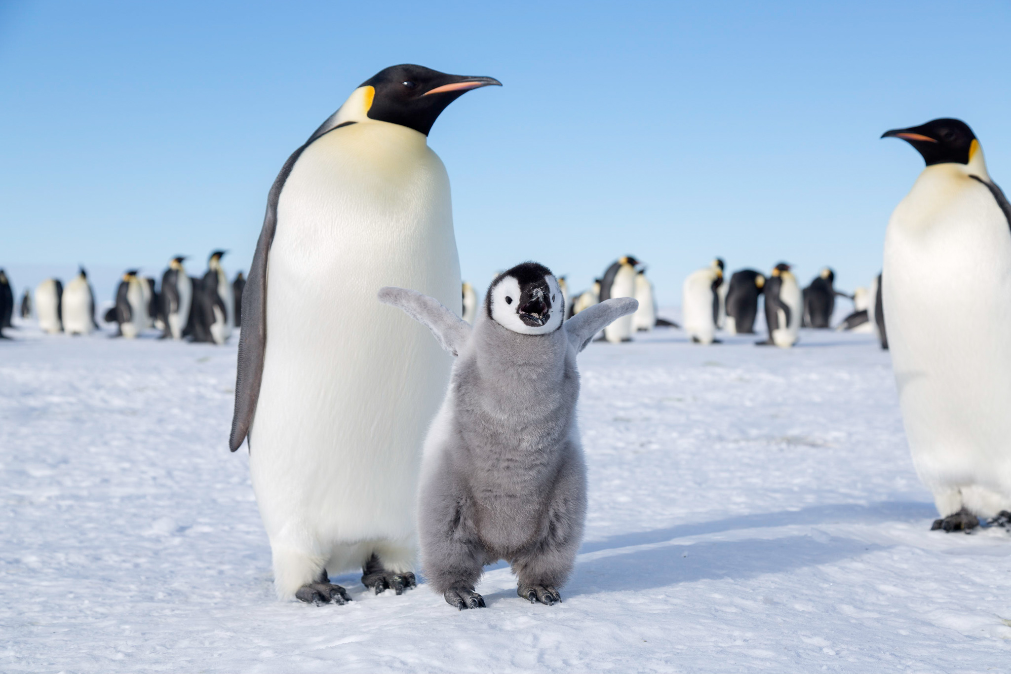 A fluffy, gray emperor penguin chick flaps its tiny wings in front of its parents.