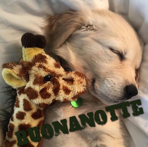 Buonanotte Immagini Divertenti Con Animali