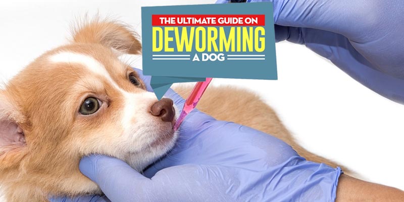 Natural Deworming For Dogs