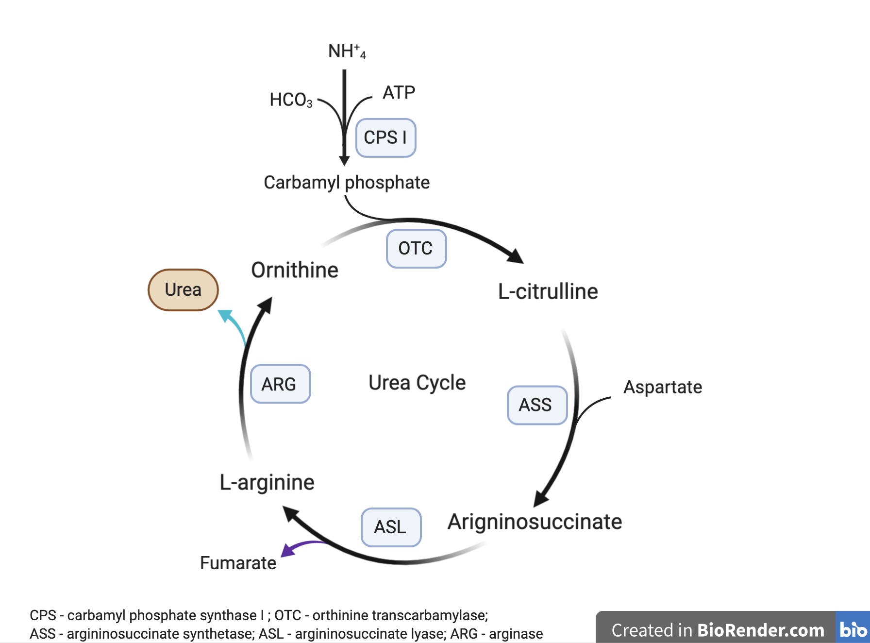 Tox Hound A Toxicological Brain Teaser The Complexities Of Valproic Acid Metabolism