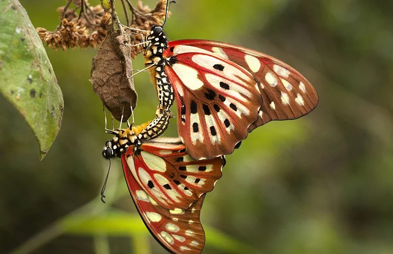 Ranomafana National Park, Madagascar-Red-veined Swallowtail (Graphium cyrnus)