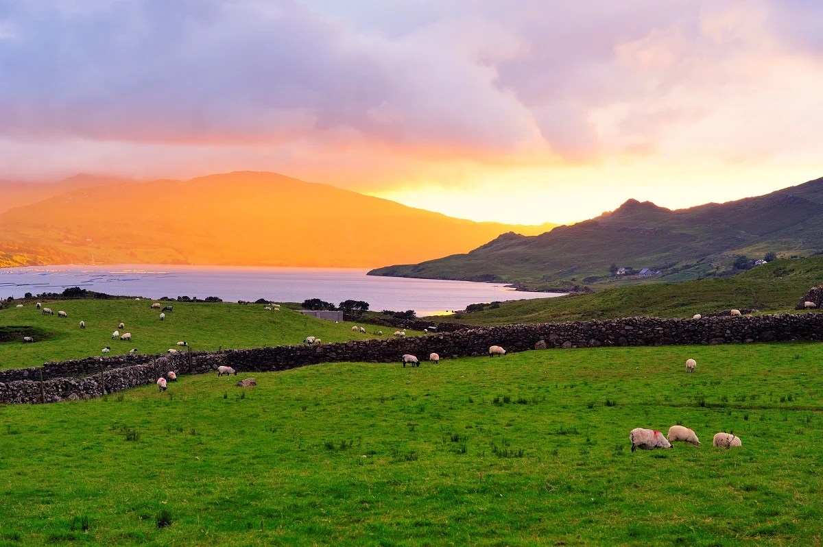 County Galway beautiful places-Killary Harbour sheep grazing