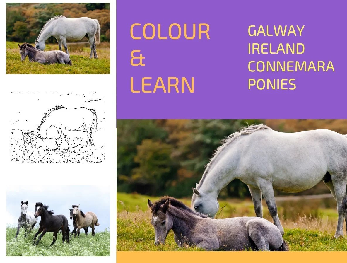 Connemara ponies free colouring page Colour & Learn Travel Inspires