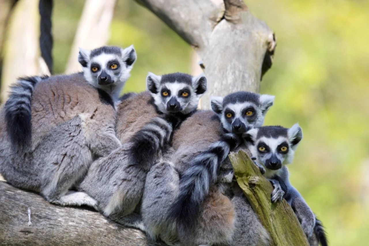 Protecting Madagascar Ecosystems