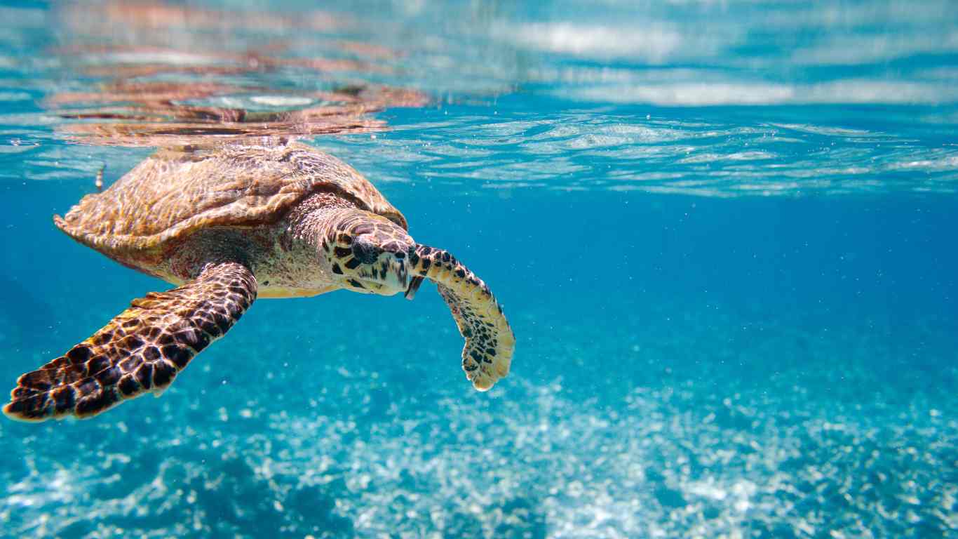 Hawksbill Sea Turtle