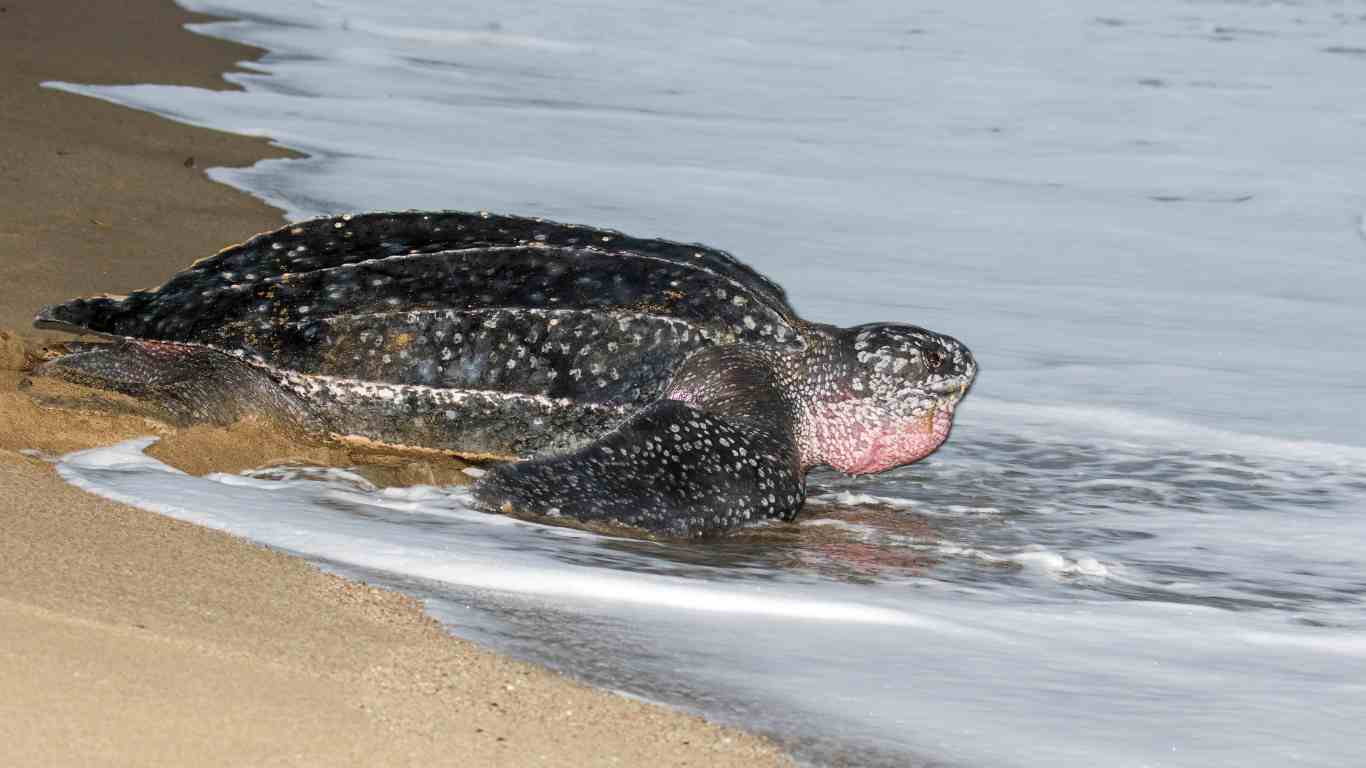 Leatherback Sea Turtle