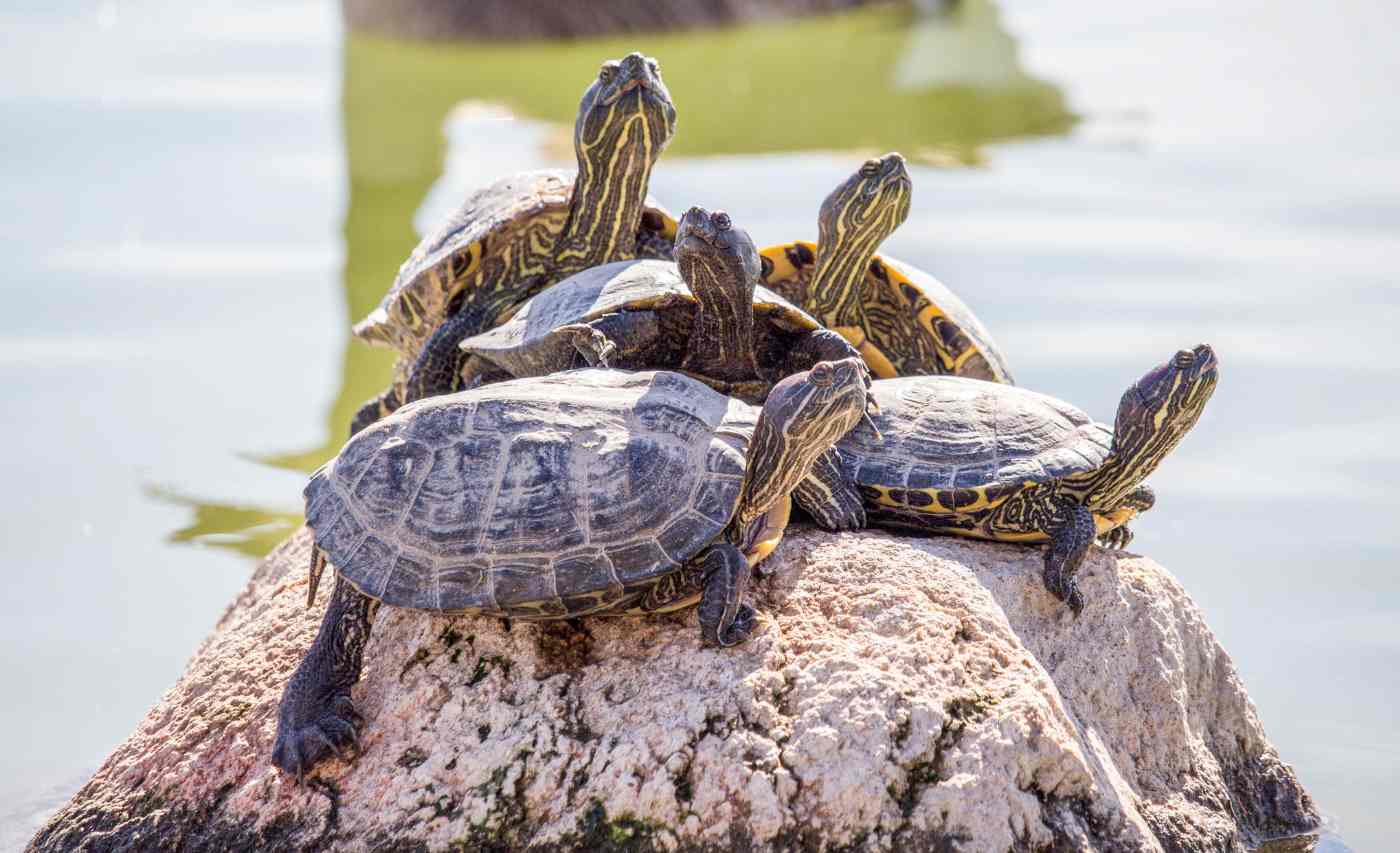 turtles in portugal