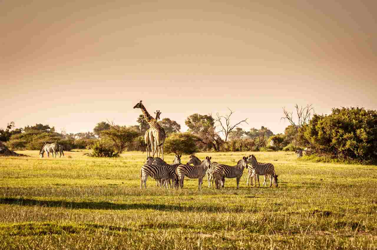 Animals in a natural park