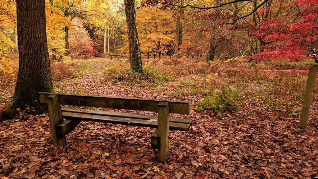 Autumn At Queenswood Country Park Herefordshire Travel Junkie Girl