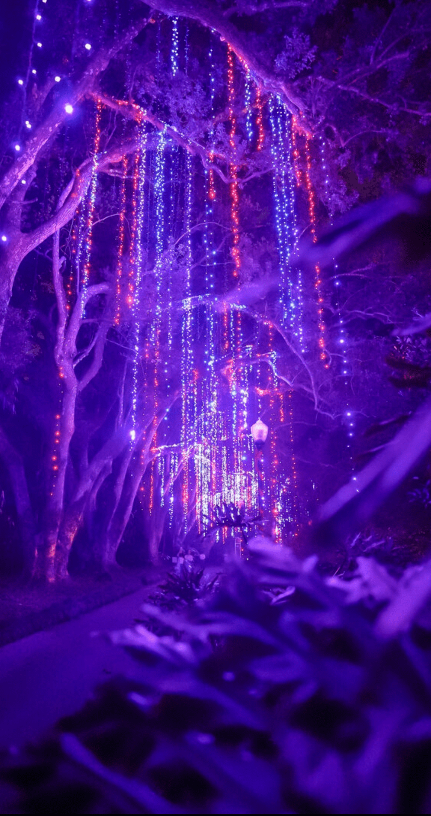 Dazzling Nights Jacksonville Arboretum Botanical Gardens 2021 Tridence Blog Jacksonville Fl Chicago Il