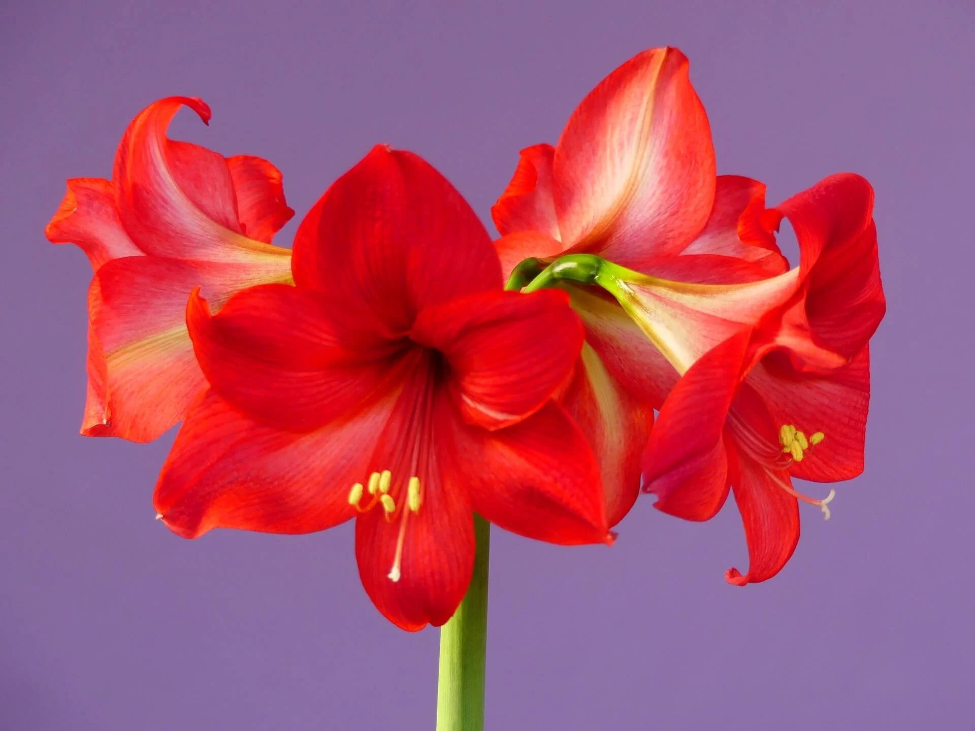 How To Grow Amaryllis To Bloom For Christmas Every Year Trillium Living