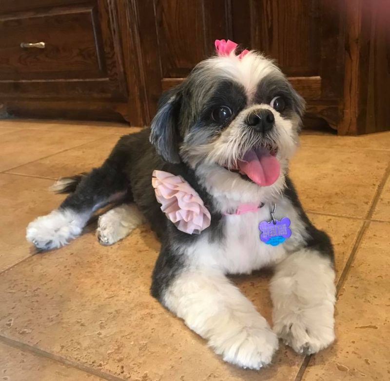 Tzu Zoo Rescue Adopt Shih Tzus And Lhasa Apsos Adopt A Dog