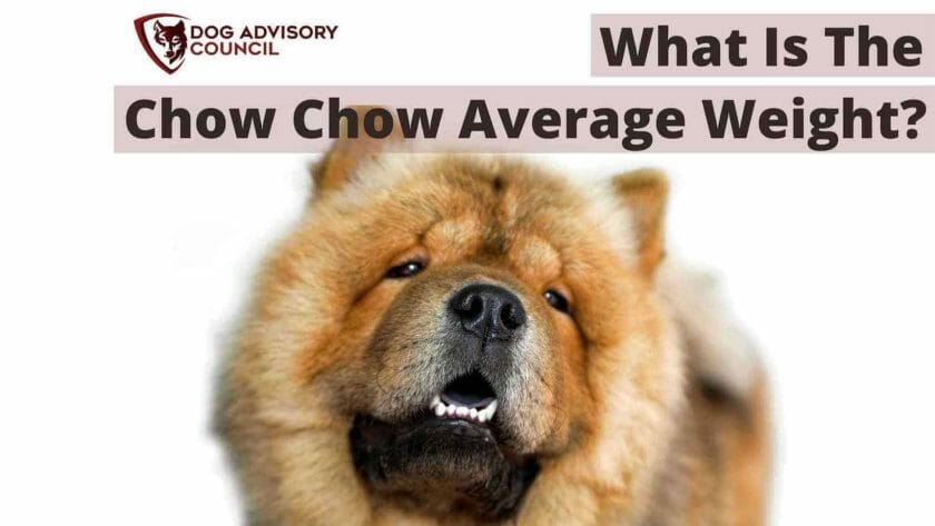 Wat Is Het Gemiddelde Gewicht Van De Chow Chow Maand Per Maand