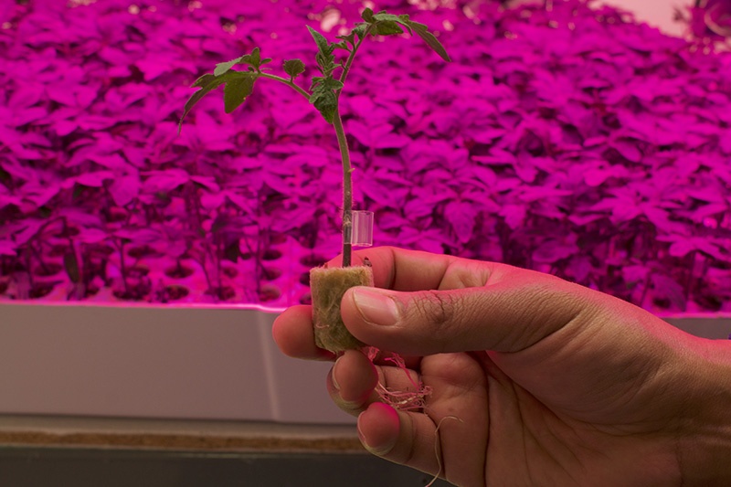 Can Vertical Farms Be Profitable Urban Ag News